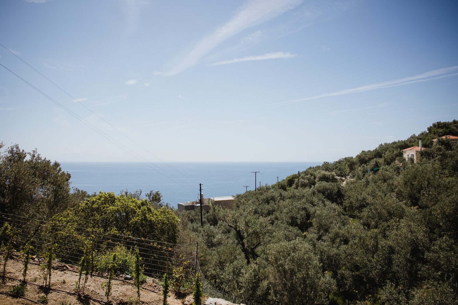 Ocean, hillside, vineyard